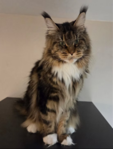 Umiko de Geierfelsen