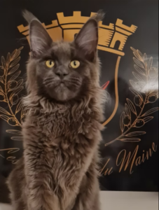 Yennefer des Petits Velus