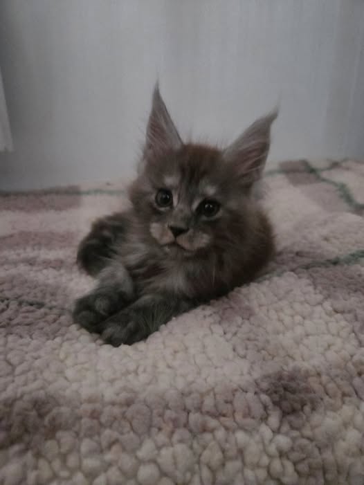 Notre petite Blum