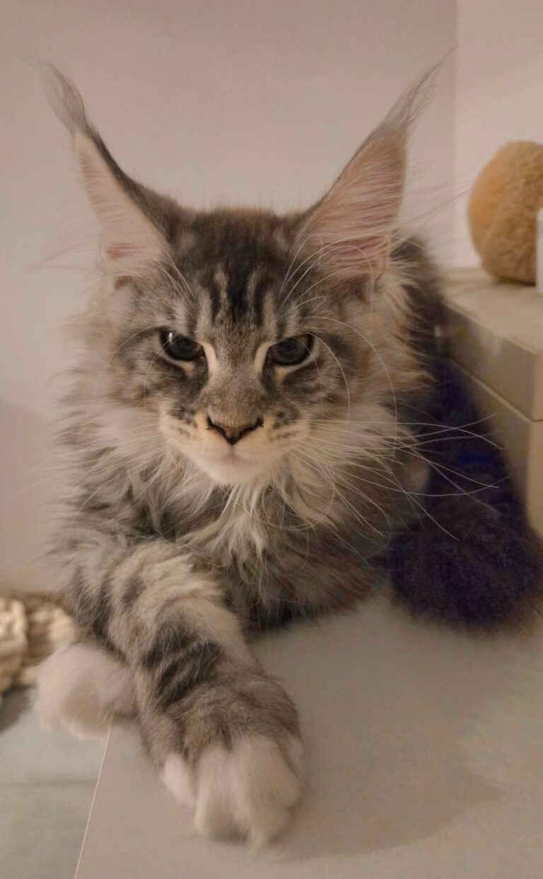 Attention petit chaton trop mignon !